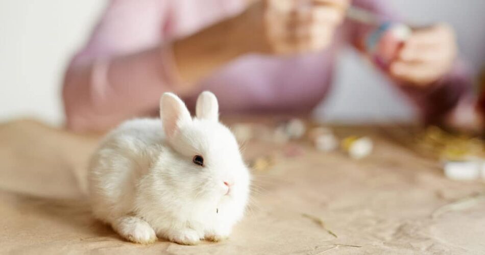 Coelho pode comer cereja? Descubra se a fruta é permitida na dieta do pet!