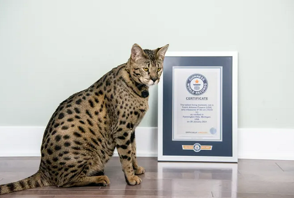 Com quase 48cm, gato da raça savannah é recordista no Guinness