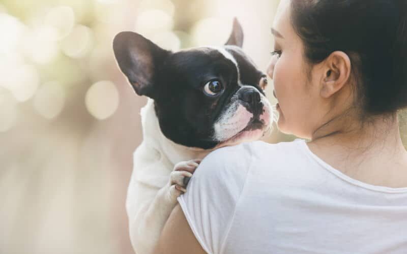 Como dar banho em bulldog francês? Veja as melhores dicas!