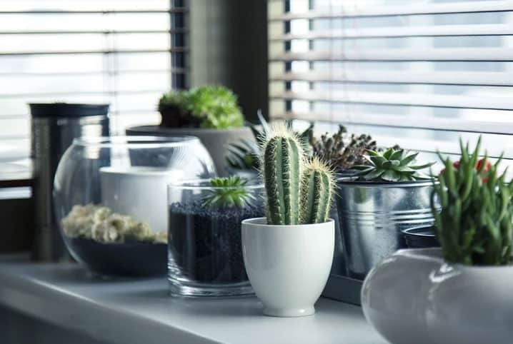 Como fazer decoração com plantas? Descubra aqui!