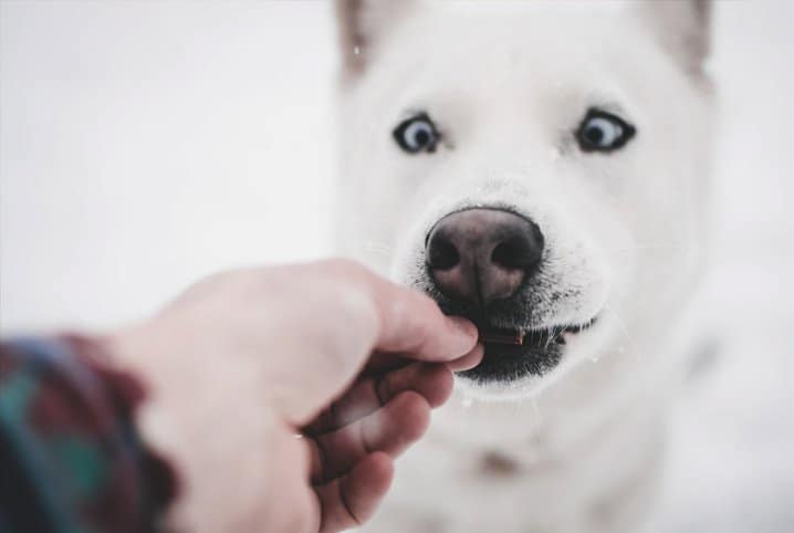 Como fazer petisco de cachorro? Confira as dicas!