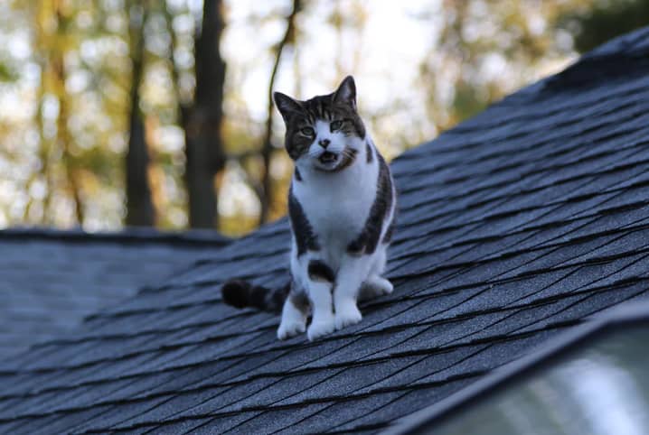 Como resgatar gato do telhado? Veja algumas dicas!