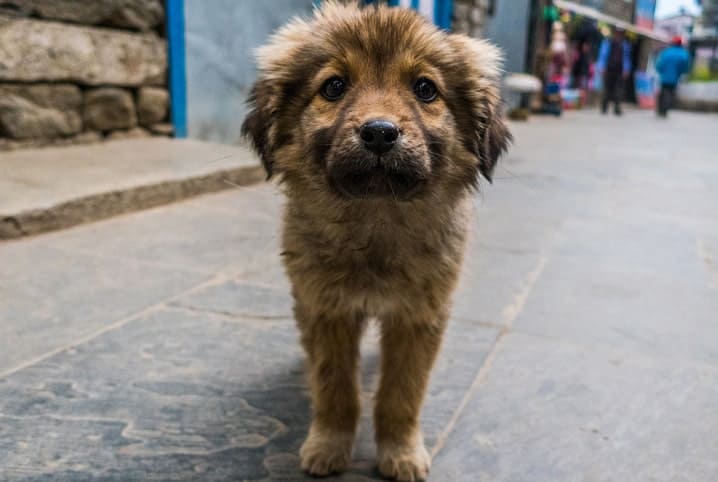 Como resgatar um cachorro de rua? Descubra aqui!