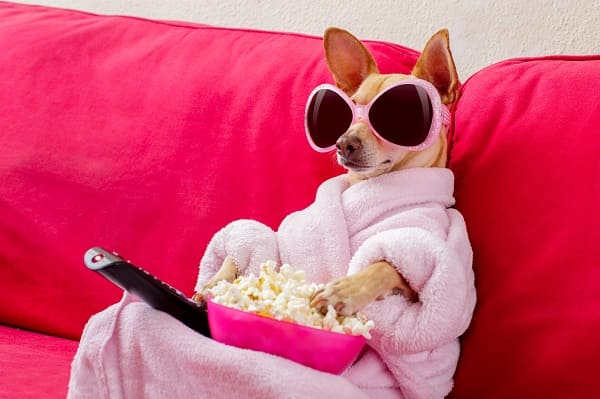 Confira 3 Filmes com Chihuahua para assistir ao lado do seu pet!