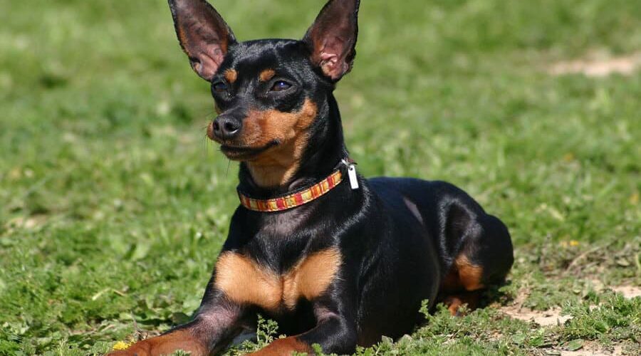 Descubra como dar banho em Pinscher