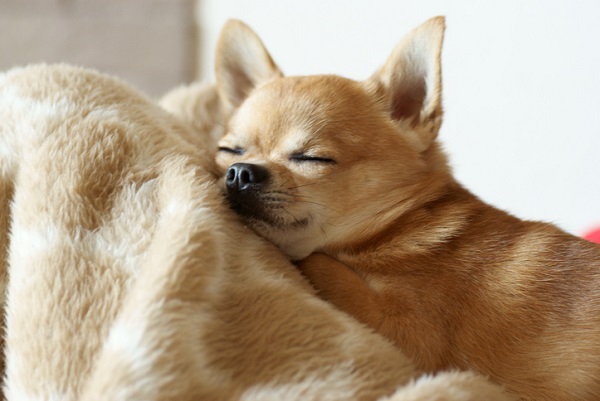 Entenda o comportamento dos cães da raça Chihuahua
