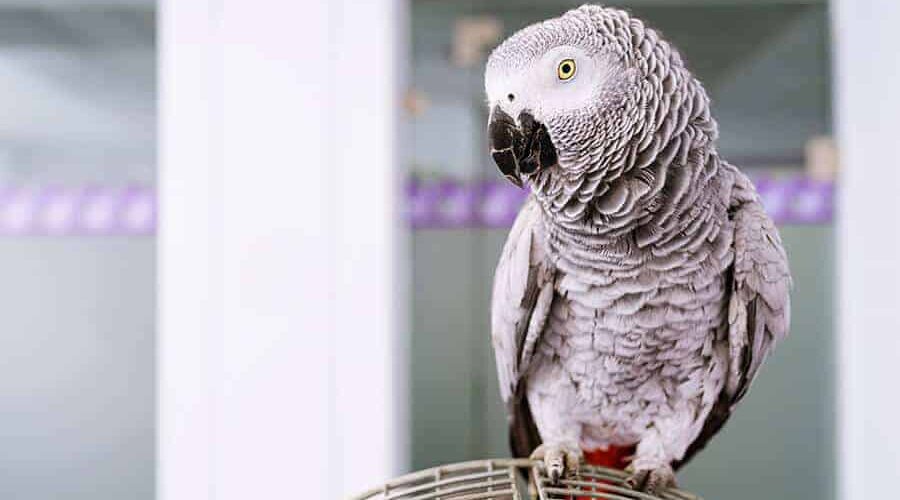 Expectativa de vida do papagaio do Congo: saiba mais sobre essa espécie apaixonante