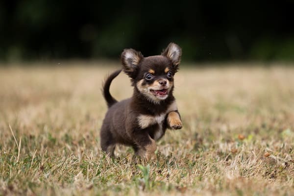 Fotos de Chihuahua Filhote, confira nossa galeria!