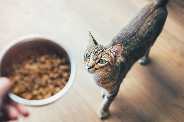 Gato com doença renal: como escolher a melhor dieta?