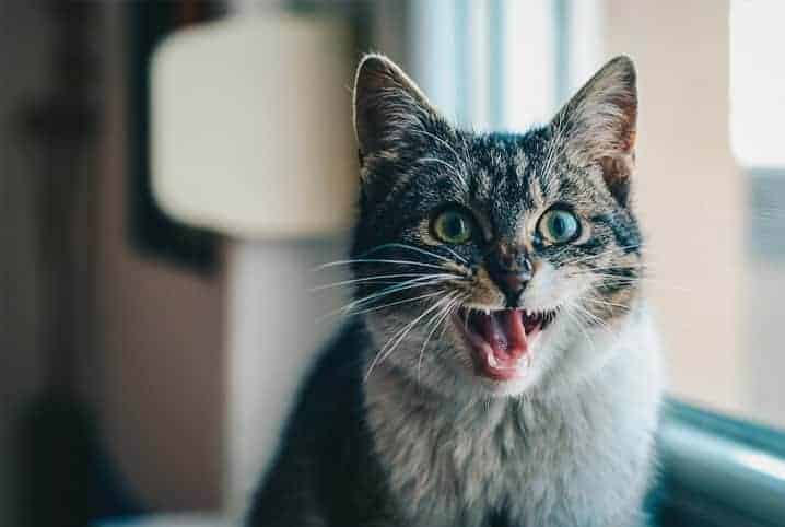 Gato pode comer barata? Conheça os riscos desse hábito e as dicas para evitá-lo