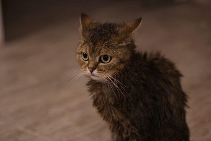 Gato emocionado: entenda os sentimentos do bichano