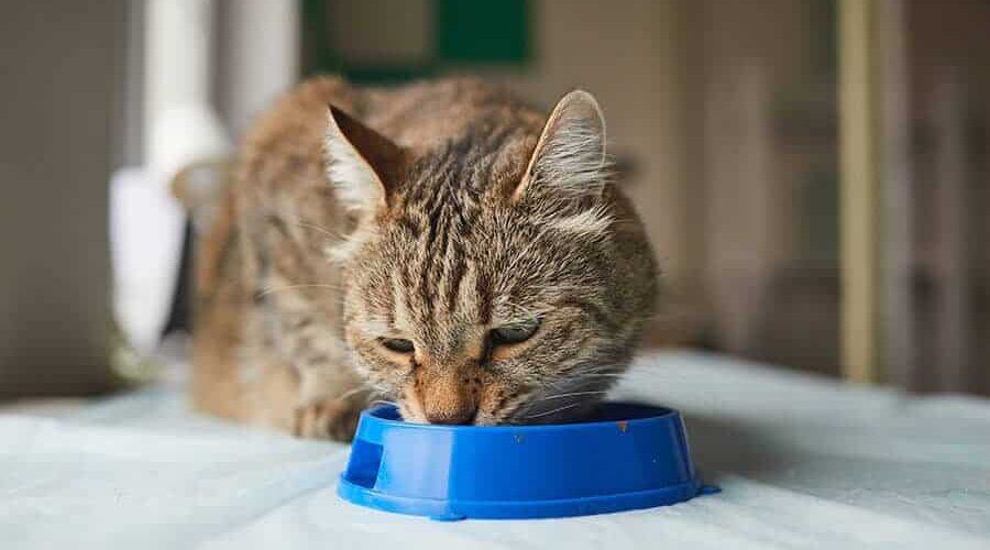 Gato filhote pode comer manga? Descubra se a fruta deve ser oferecida na dieta!