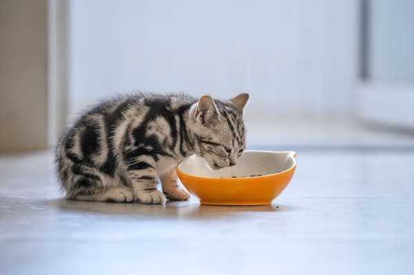 Gato filhote pode comer ração de adulto?