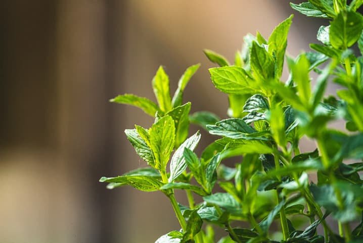 Gato pode comer hortelã? Descubra se essa planta é permitida