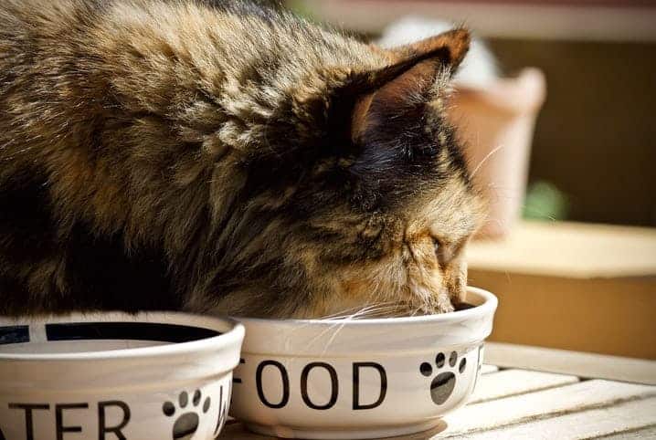 Gato pode comer maionese? Saiba se o alimento está liberado para o bichano