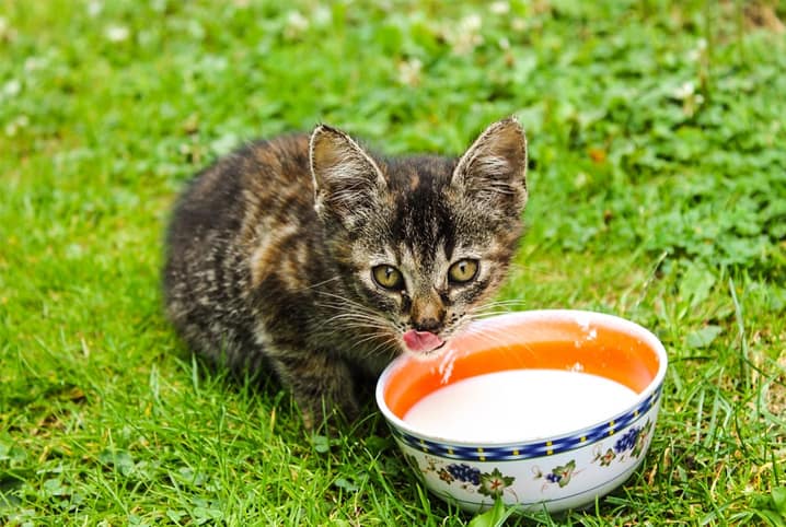 Gatos têm intolerância à lactose? Descubra!