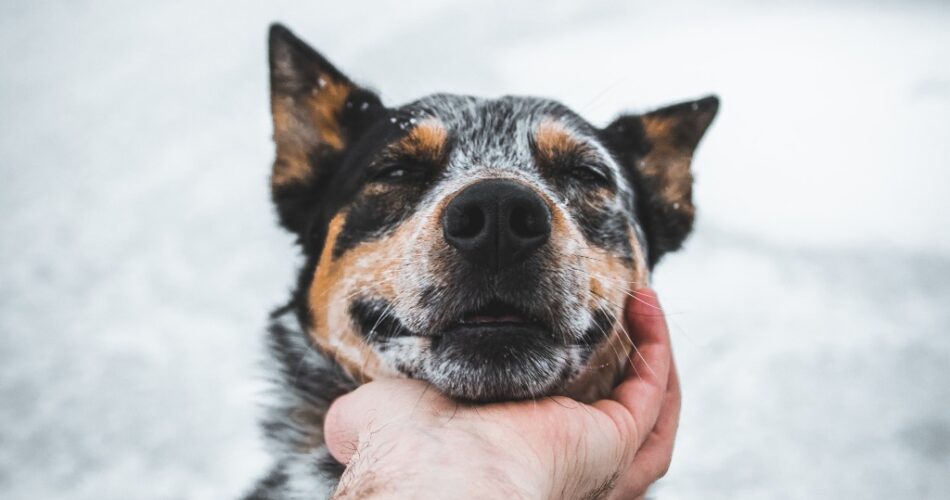 Ideias de nome para cachorro Blue Heeler