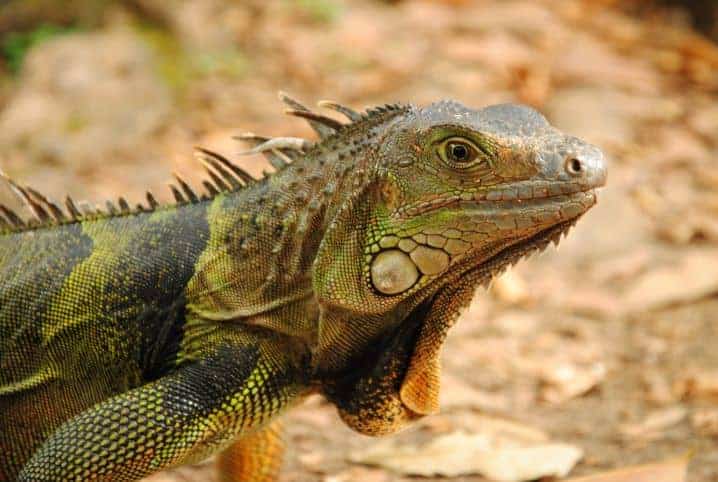 Iguana bota ovo? Como esse réptil se reproduz?