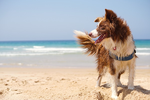 Lei que permite pets em praias de Pernambuco é decretada