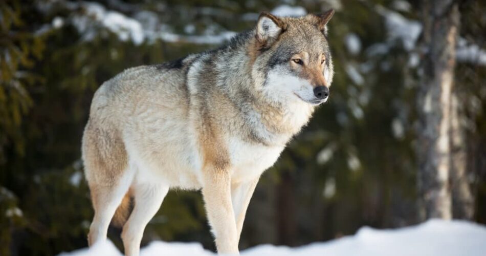 Lobo é carnívoro? Conheça mais sobre a alimentação desse animal!