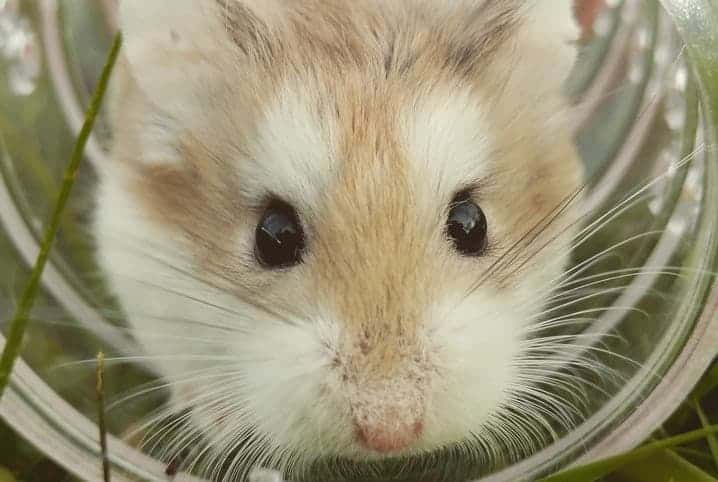 O que fazer para evitar as doenças de hamster?