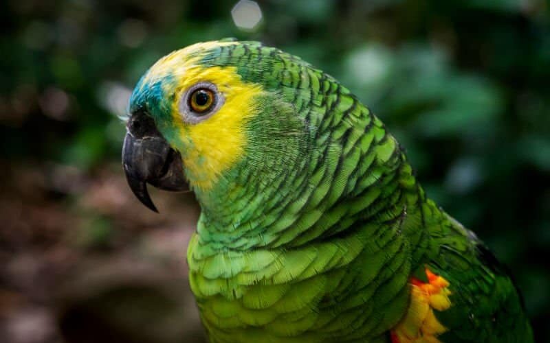 Papagaio pode comer berinjela? Descubra, a seguir!