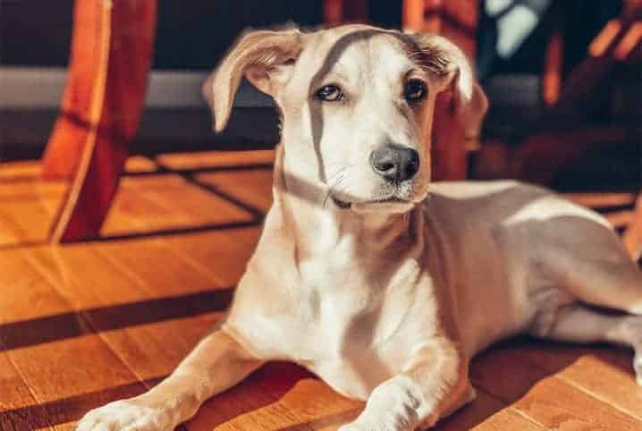 Paralisia de laringe em cães: tratamentos e causas do problema