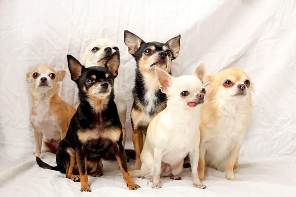 Petlove Moema tem Invasão de Chihuahuas neste domingo