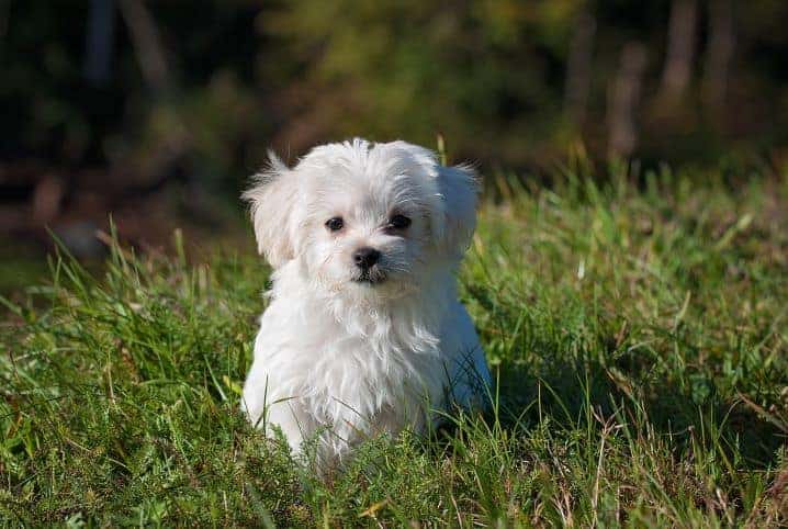 Pode pintar pelo de cachorro? Saiba mais sobre os riscos desse procedimento!