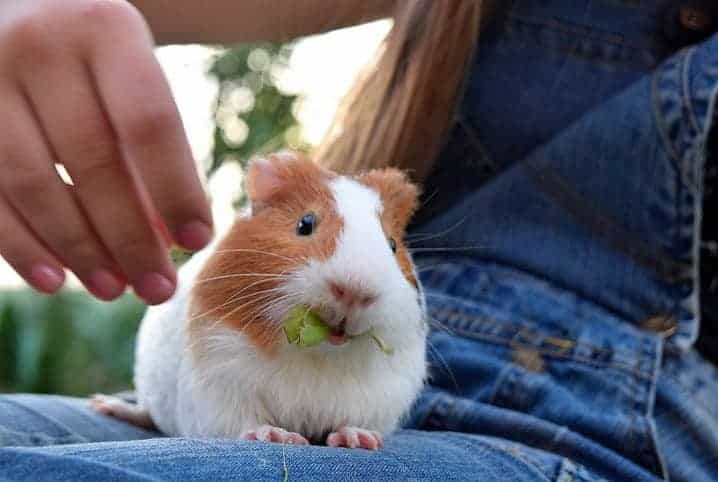 Porquinho-da-índia pode comer queijo? Saiba se é permitido