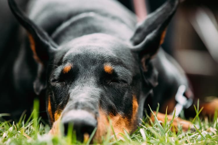 Qual é o cão mais perigoso do mundo?