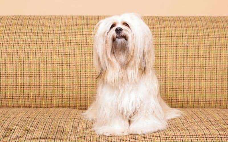 Saiba como dar banho em Lhasa Apso?