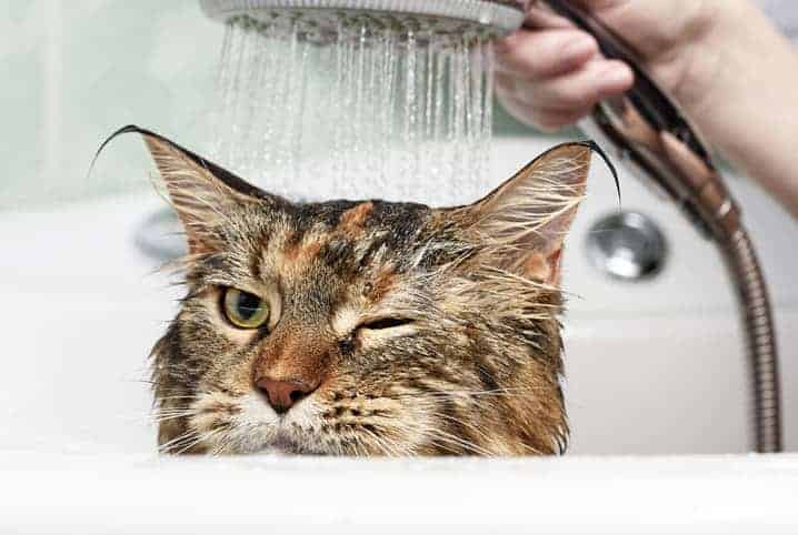 Saiba como dar banho em gato com sarna