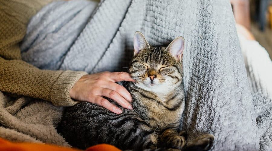 Saiba quando é o Dia Internacional do Gato