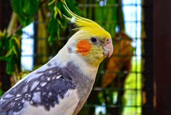 Será que a calopsita pode comer cheiro-verde com segurança?