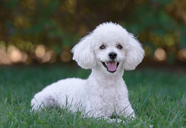 500 dicas de nomes para cachorro Poodle