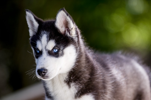 500 ideias incríveis de nomes para cachorro Husky Siberiano