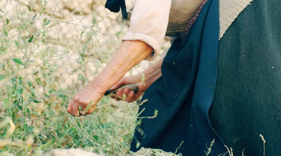 Aprenda como plantar abóbora-espaguete