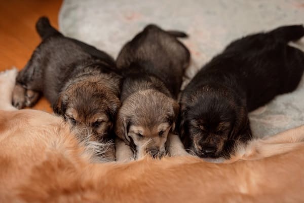 As diferentes fases da alimentação dos cães