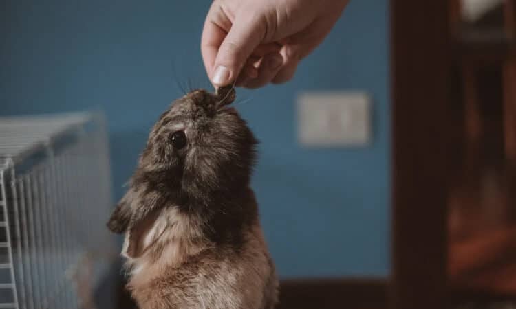 Coelho pode comer ração todos os dias? Qual é a quantidade certa?