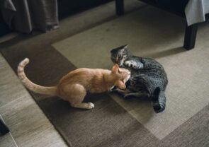 Como saber se os meus gatos estão brigando ou brincando?