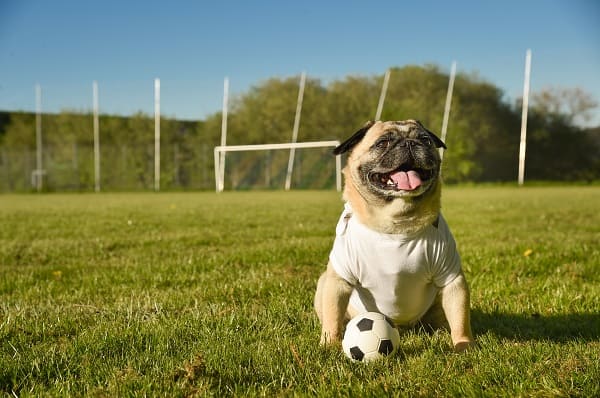 Copa canina: conheça 10 raças de cães de países diferentes