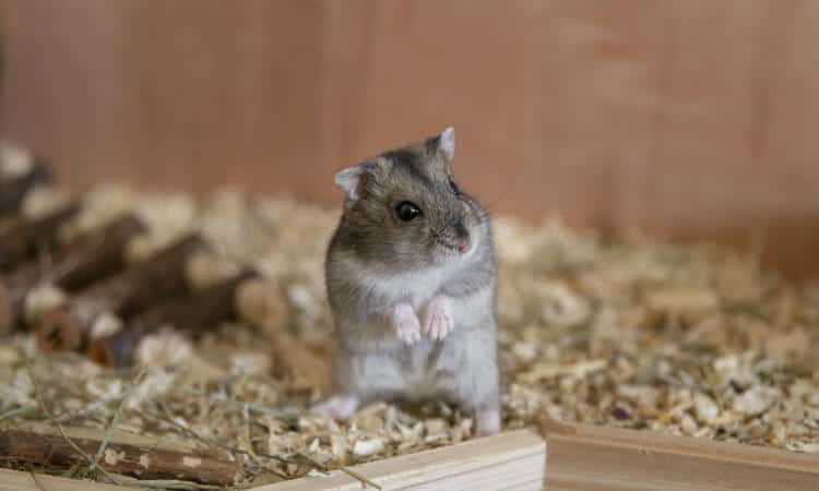 Como cuidar de um hamster: Como manter a saúde do pet