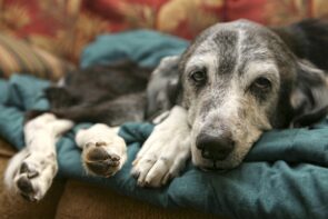 Giárdia canina: saiba tudo sobre a doença e como tratá-la