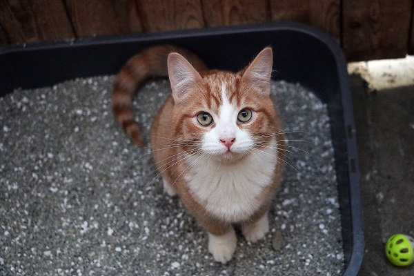 Melhor Areia para Gatos: conheça cada tipo!