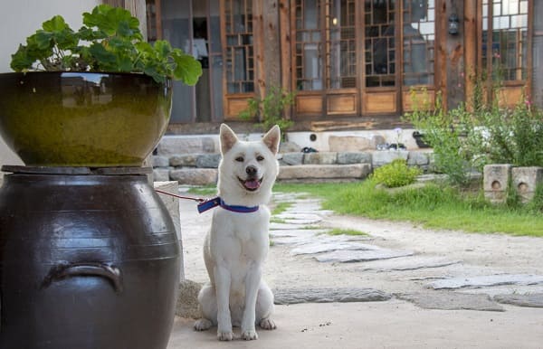 Nomes coreanos para cachorro: 100 ideias criativas