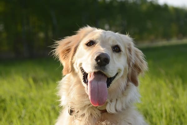 Nomes para Golden Retriever: 200 ideias criativas!