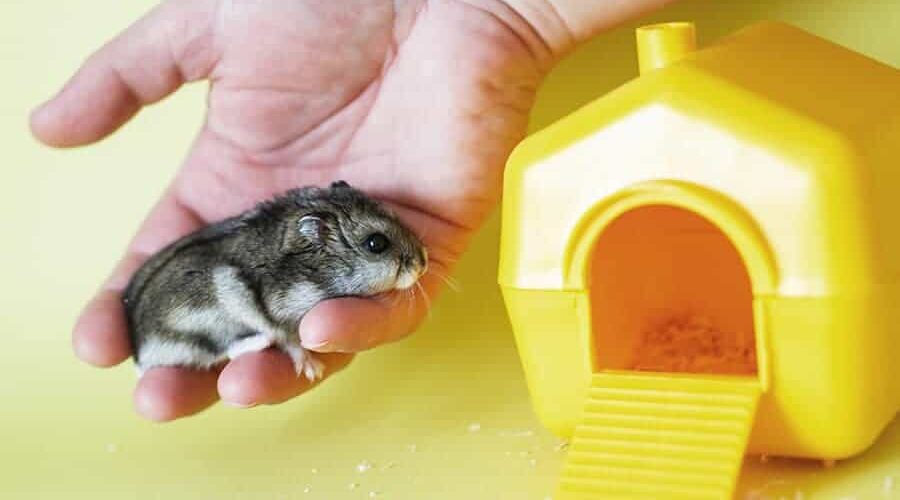 Cores do hamster-chinês: confira tudo sobre esse pet esperto e brincalhão