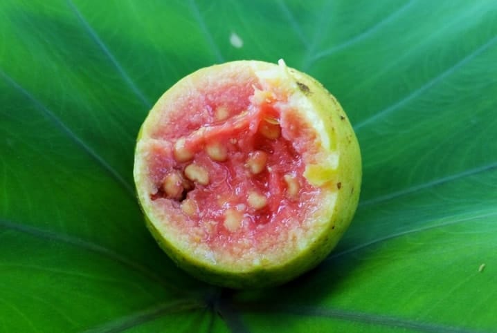 Periquito pode comer goiaba? Saiba se a fruta está liberada aqui