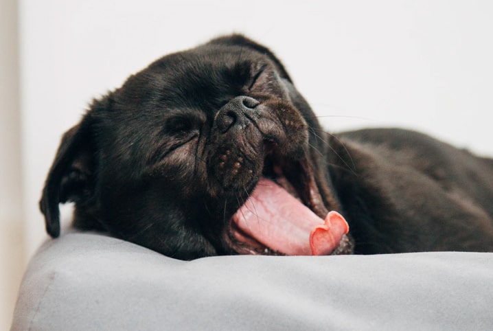 Por que cachorro dorme tanto? Entenda os hábitos do seu cão